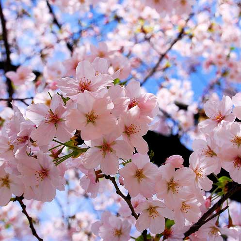 Menikmati Bunga Sakura di Kebun Raya Cibodas  Cipanas